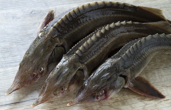 Інформація про чорну ікру, з якої риби чорна ікра, купити чорну ікру в Дніпрі, виробництво чорної ікри, ікра осетра